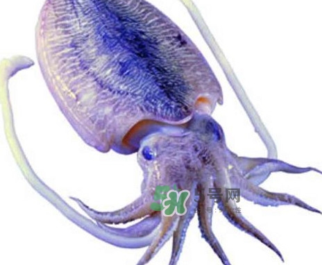 魷魚是墨魚嗎？魷魚和墨魚的區(qū)別