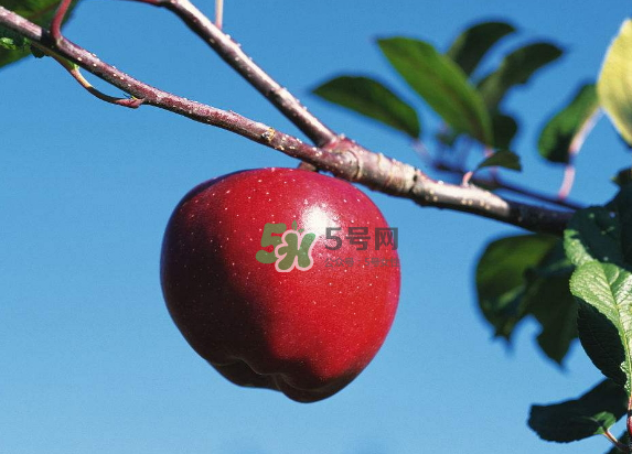 紅富士蘋果是哪里的？最好吃的蘋果排名