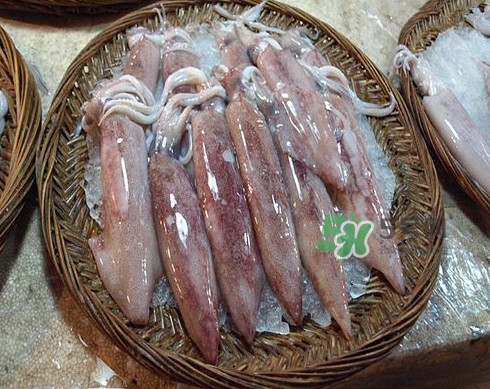 新鮮魷魚怎么處理？魷魚怎么清洗？