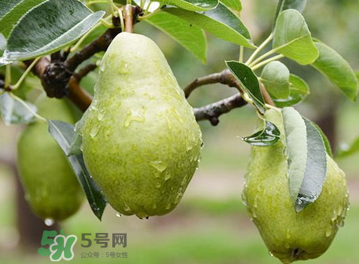 香蕉梨怎么熟的快？香蕉梨怎么變軟？