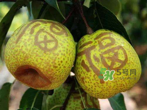 萊陽梨什么時候成熟？萊陽梨多少錢一斤？