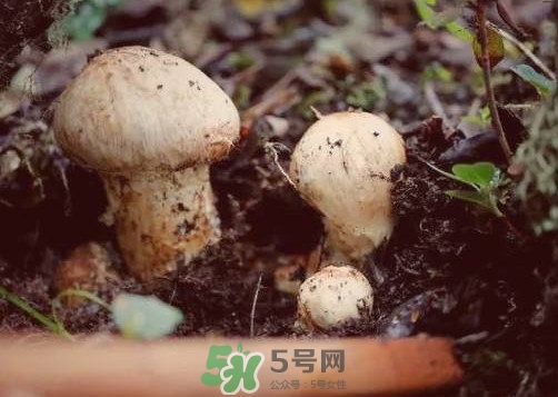 產(chǎn)婦能吃松茸嗎？哺乳期可以吃松茸嗎