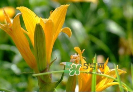 新鮮黃花菜怎么處理？干黃花菜怎么處理