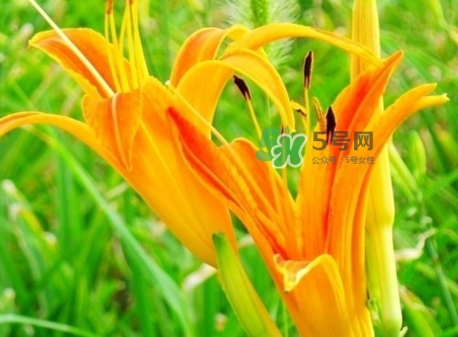 黃花菜是下奶的嗎？黃花菜是發(fā)奶的嗎