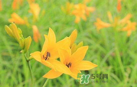 黃花菜是酸性還是堿性？黃花菜是熱性還是涼性