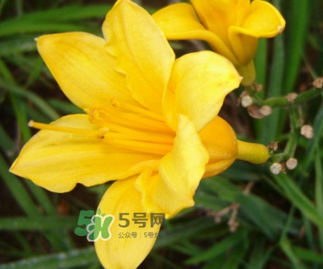 黃花菜是下奶的嗎？黃花菜是發(fā)奶的嗎
