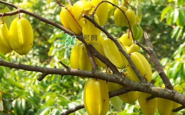 楊桃是什么季節(jié)的水果？楊桃怎么吃營(yíng)養(yǎng)價(jià)值最高？