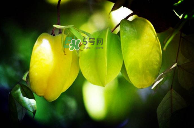 楊桃是什么季節(jié)的水果？楊桃怎么吃營(yíng)養(yǎng)價(jià)值最高？