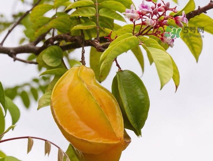月經(jīng)期可以吃楊桃嗎？月經(jīng)期可以吃什么水果？