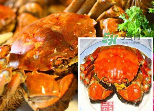 紅印蟹怎么回事？紅印蟹有什么不同？