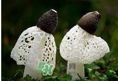 竹蓀怎么泡發(fā)？竹蓀怎么吃
