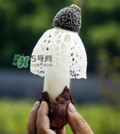 新鮮竹蓀怎么保存？干竹蓀怎么保存