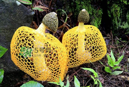 新鮮竹蓀怎么清洗？新鮮竹蓀怎么處理