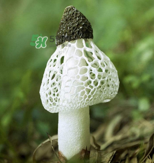 竹蓀黑色菌蓋能吃嗎？竹蓀食用禁忌是什么