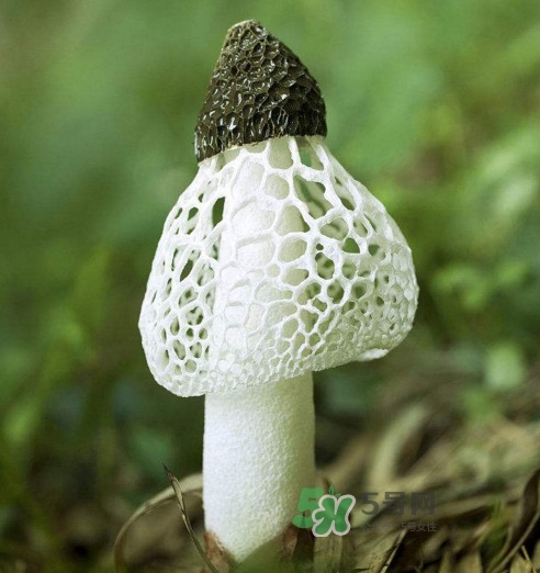 竹蓀什么樣的好？買竹蓀怎么挑選