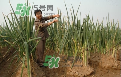 大蔥什么時候種植？大蔥什么時候上市