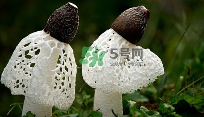 竹蓀黑色菌蓋能吃嗎？竹蓀食用禁忌是什么
