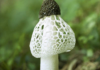 竹蓀什么季節(jié)最多？竹蓀不能和什么一起吃