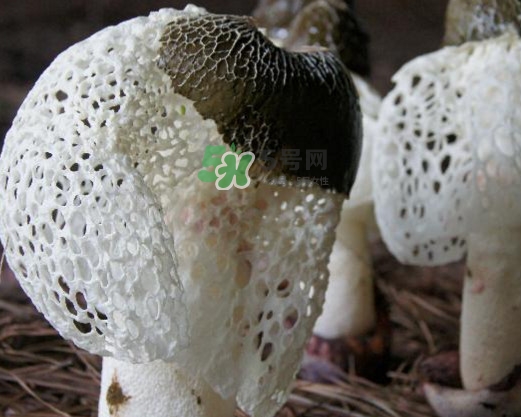 竹蓀有肥皂味正常嗎？竹蓀有酒味了還能吃嗎