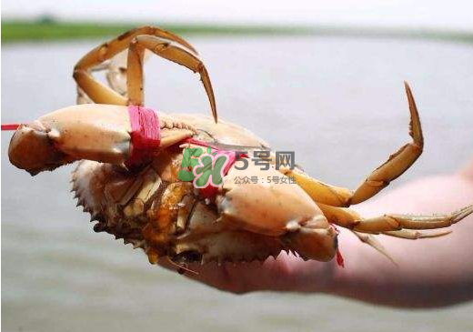 黃油蟹什么季節(jié)吃最好？黃油蟹產(chǎn)地