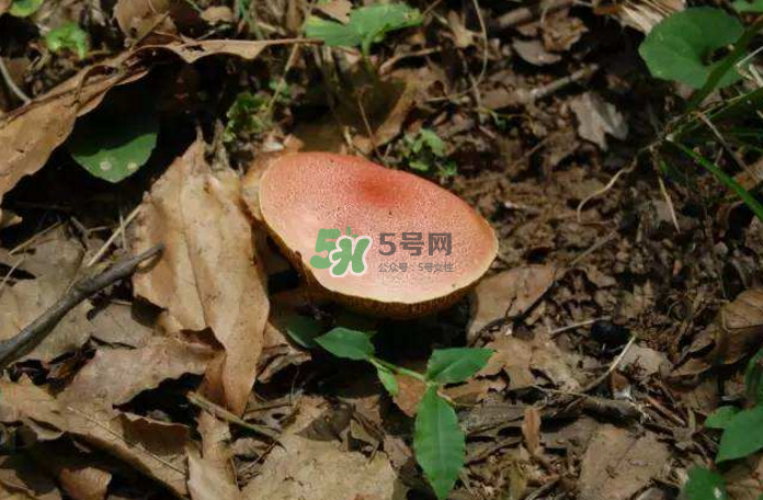 蘑菇中毒怎么辦？蘑菇中毒的癥狀