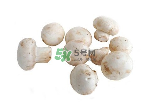 口蘑是什么蘑菇？口蘑長什么樣子？