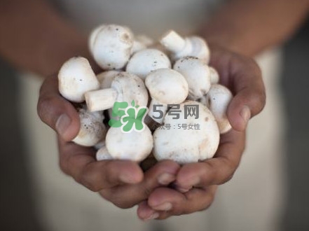 口蘑是發(fā)物嗎？口蘑是白蘑菇嗎