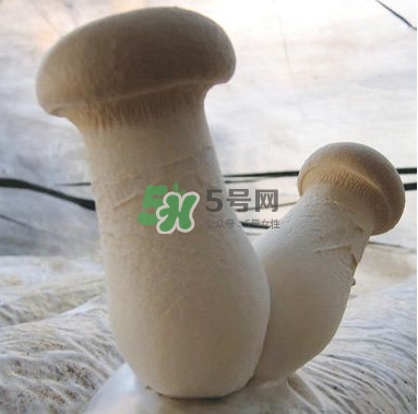杏鮑菇是發(fā)物嗎？杏鮑菇怎么切好看