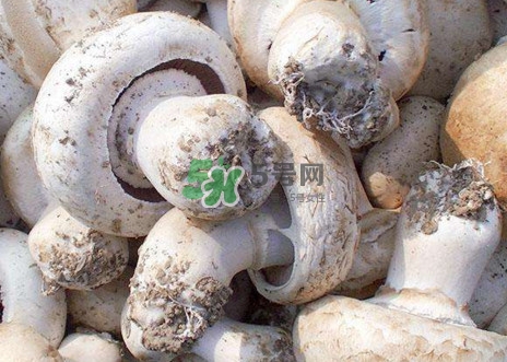 口蘑是什么蘑菇？口蘑長什么樣子？