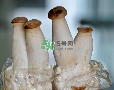 杏鮑菇怎么清洗？杏鮑菇怎么保存