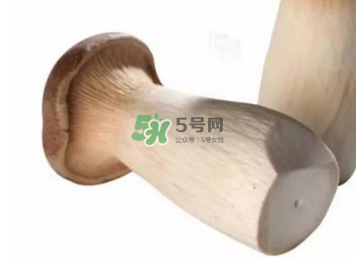 杏鮑菇有苦味還能吃嗎？杏鮑菇有酒味是壞了嗎