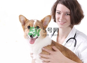 孕婦能養(yǎng)狗嗎？孕婦養(yǎng)狗注意事項