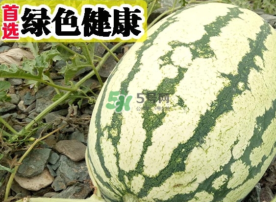 石頭瓜什么時(shí)候上市？石頭瓜多少錢一斤？