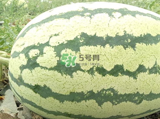 石頭瓜什么時(shí)候上市？石頭瓜多少錢一斤？