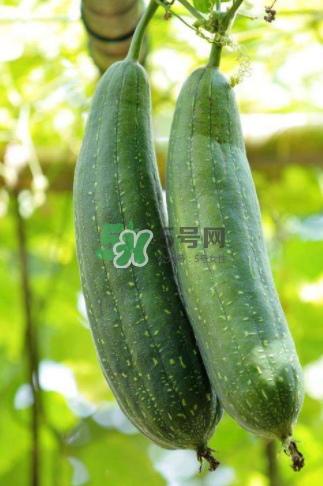 秋天吃絲瓜掉頭發(fā)嗎？秋天吃絲瓜愛掉頭發(fā)是真的嗎？