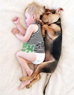 孕婦能養(yǎng)狗嗎？孕婦養(yǎng)狗注意事項