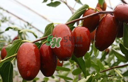 秋季吃什么水果最好？秋季常吃什么水果比較好？