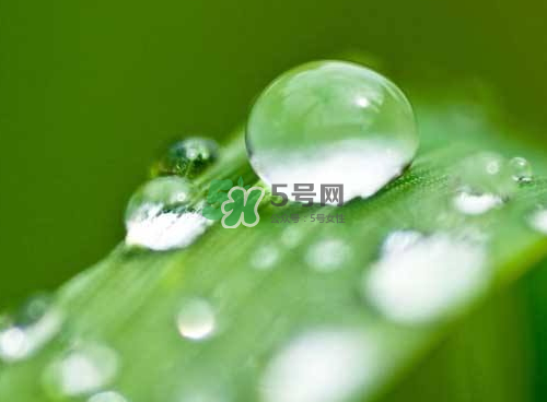 白露可以種什么菜？白露過后能種植什么蔬菜？
