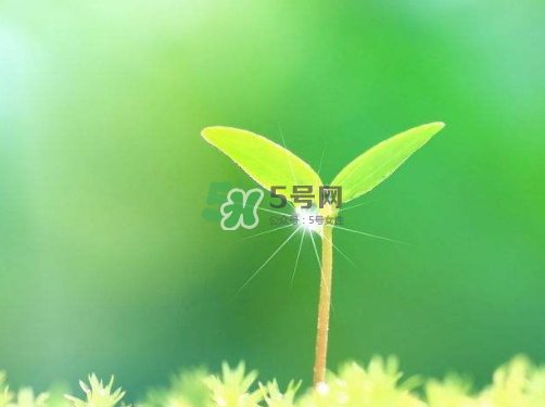 白露可以種什么菜？白露過后能種植什么蔬菜？