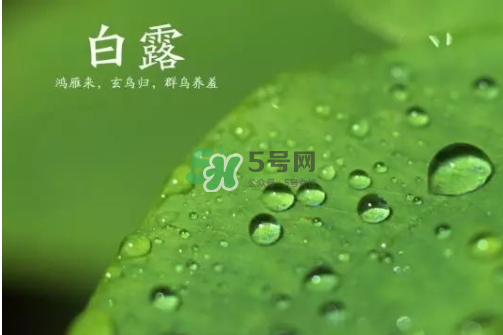 白露可以種什么菜？白露過后能種植什么蔬菜？