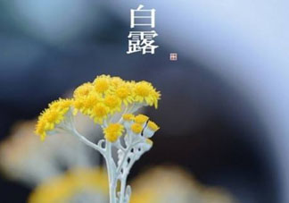 白露可以種什么菜？白露過后能種植什么蔬菜？