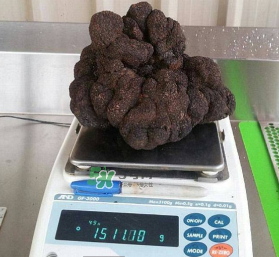 世界最大的松露是在哪個國家發(fā)現(xiàn)的？松露怎么吃