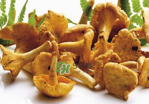 雞油菌怎么做好吃？雞油菌怎么吃