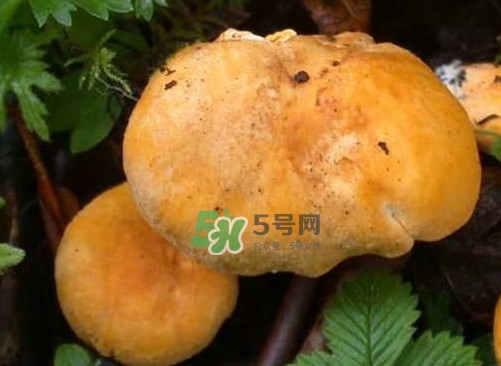 新鮮雞油菌怎么保存？干雞油菌怎么保存