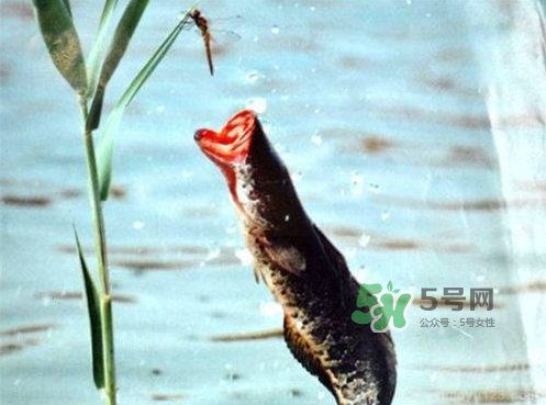 九月份可以釣黑魚(yú)嗎？9月份可以釣黑魚(yú)嗎？