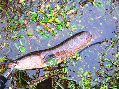 九月份可以釣黑魚(yú)嗎？9月份可以釣黑魚(yú)嗎？
