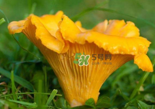 雞油菌是寒性的嗎？雞油菌是發(fā)物嗎