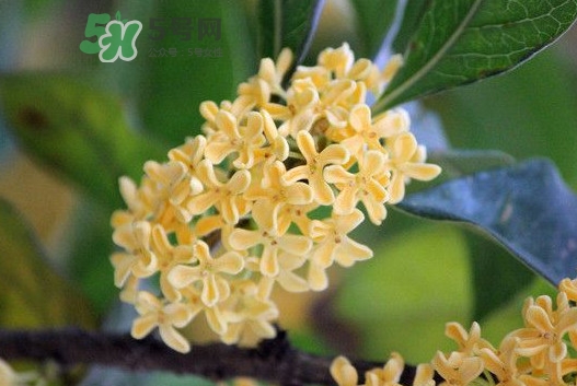 家里為什么不能種桂花？桂花為什么不能栽在家里