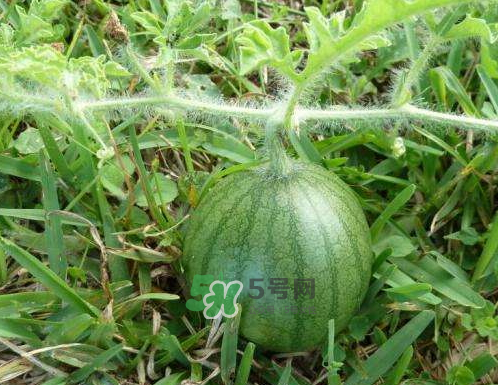 9月份可以種西瓜嗎？九月份種西瓜會結(jié)果嗎？