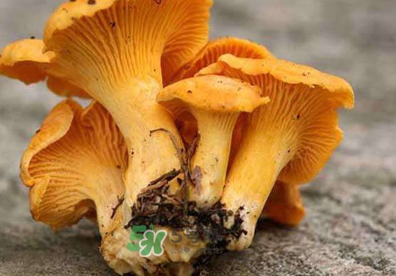 雞油菌怎么清洗？雞油菌要焯水嗎
